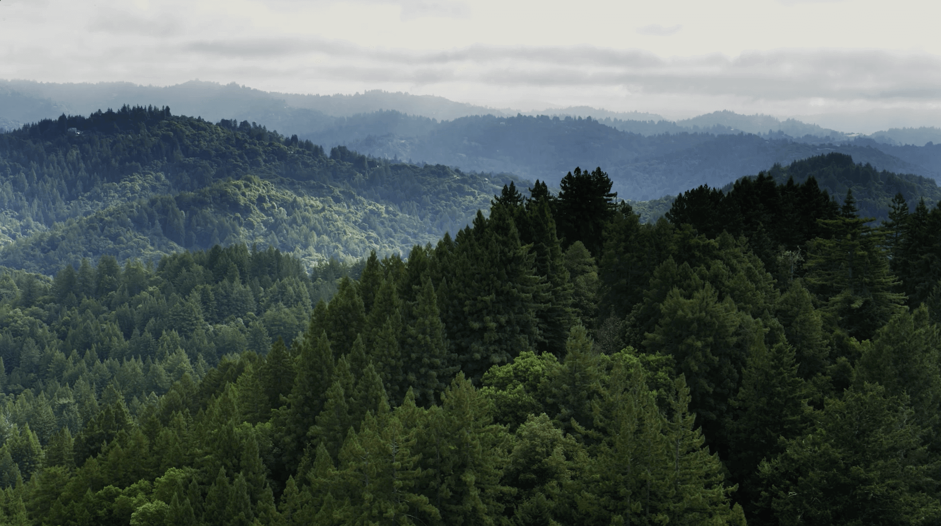 About us_hero image_ mountain forest