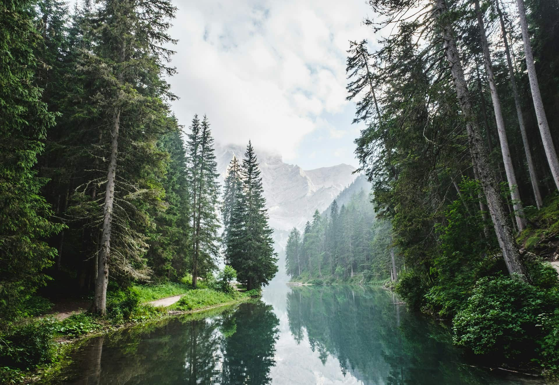 Scenic nature shot of woods along a river